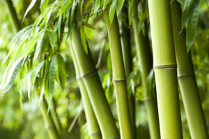 gesundheitsseite-bambus